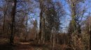 Forêt sans nom